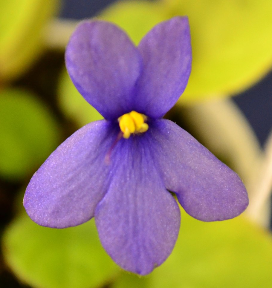Viola odorata 'Sweet Violet'