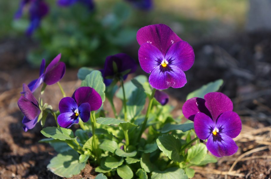 Viola odorata растение