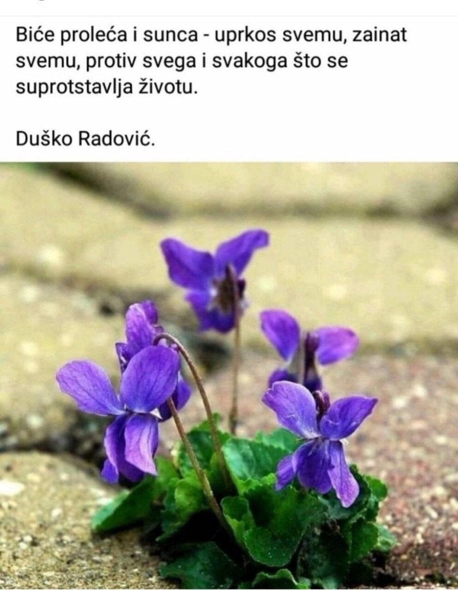 Фиалка крийская