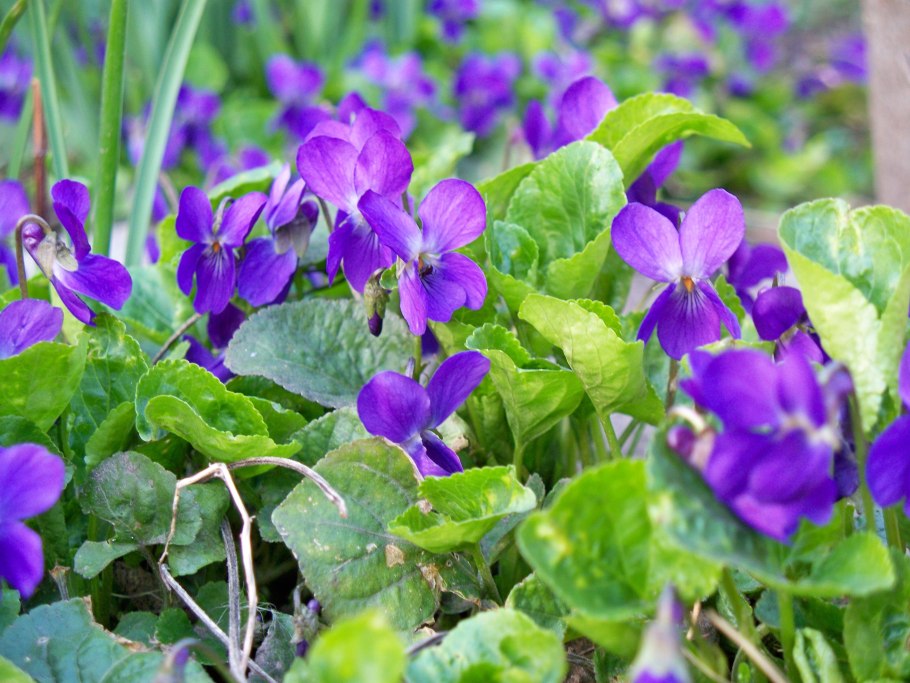 Viola odorata l. фиалка душистая