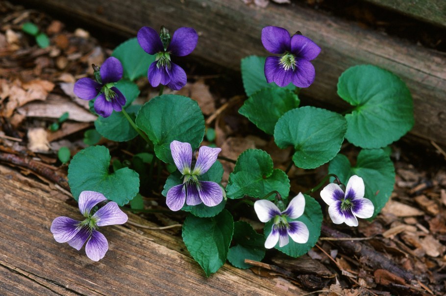 Лесные фиалки