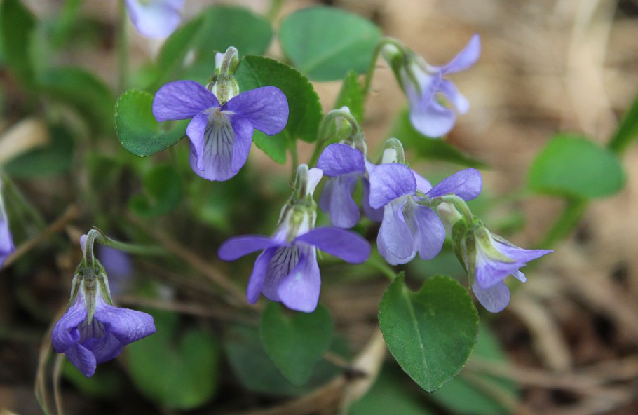 Лесные фиалки