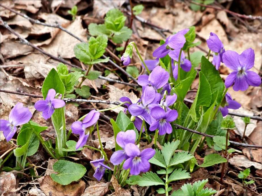 Фиалка Полевая Viola arvensis