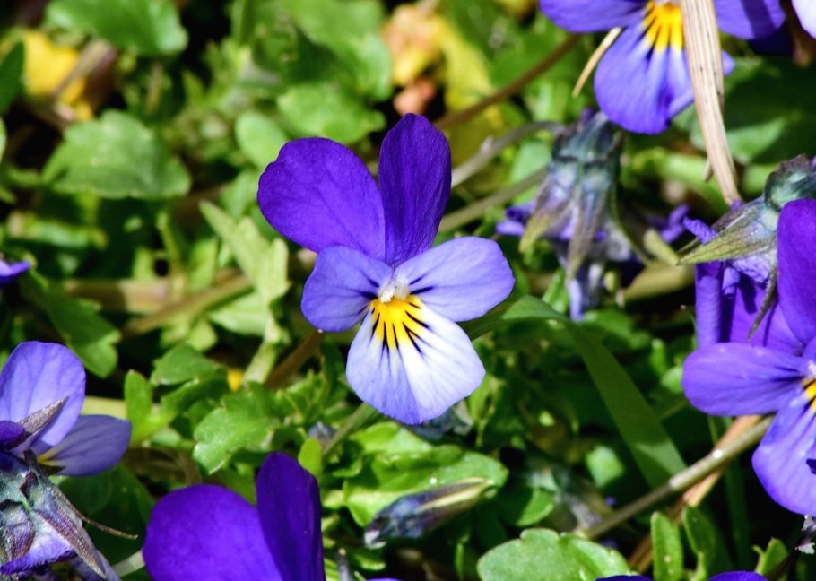 Фиалка Сихотэ Алинь