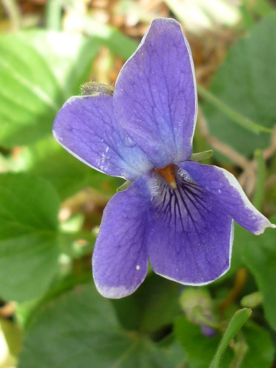 Лесная фиалка душистая цветок