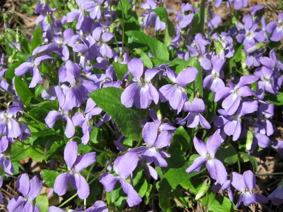 Лесная фиалка макрофото