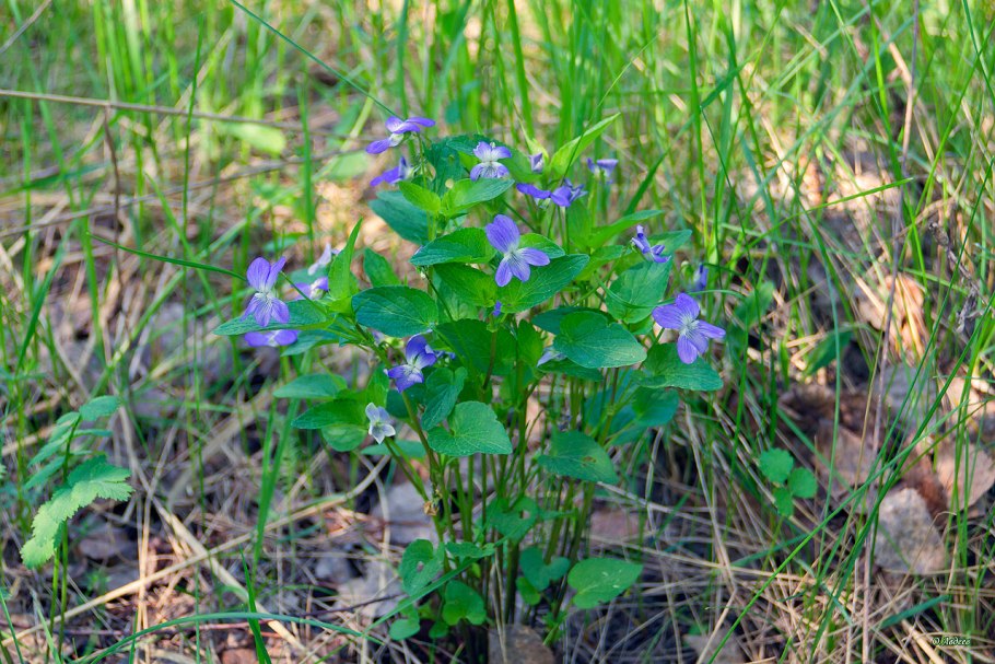 Фиалка крийская