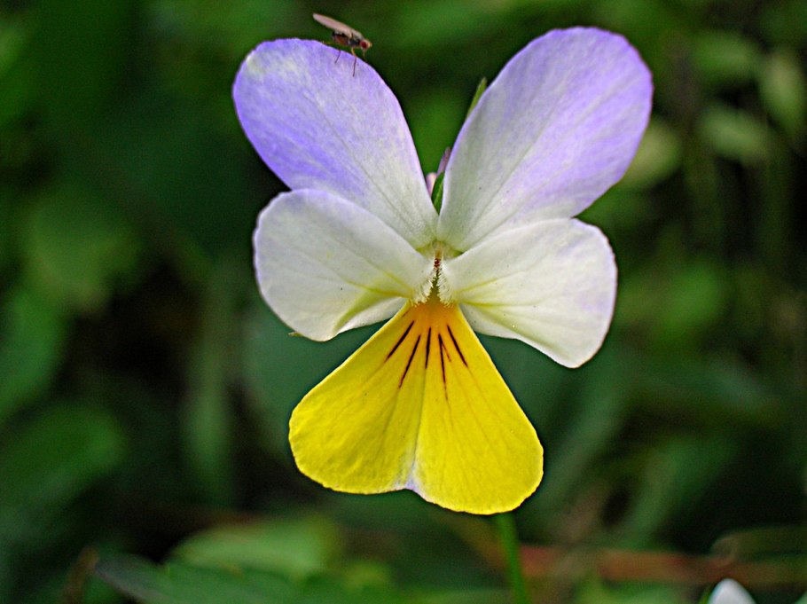 Фиалка трёхцветная анютины глазки