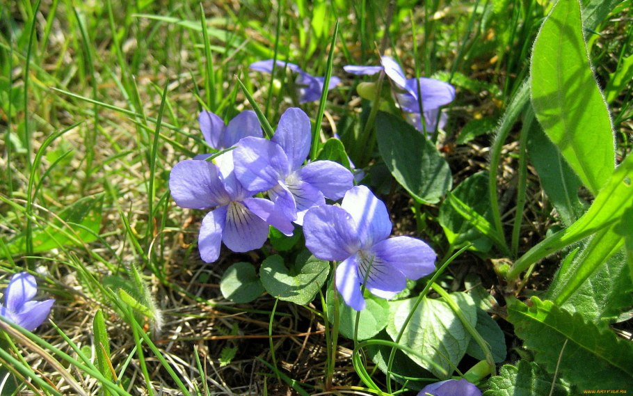 Фрезия Вайолет