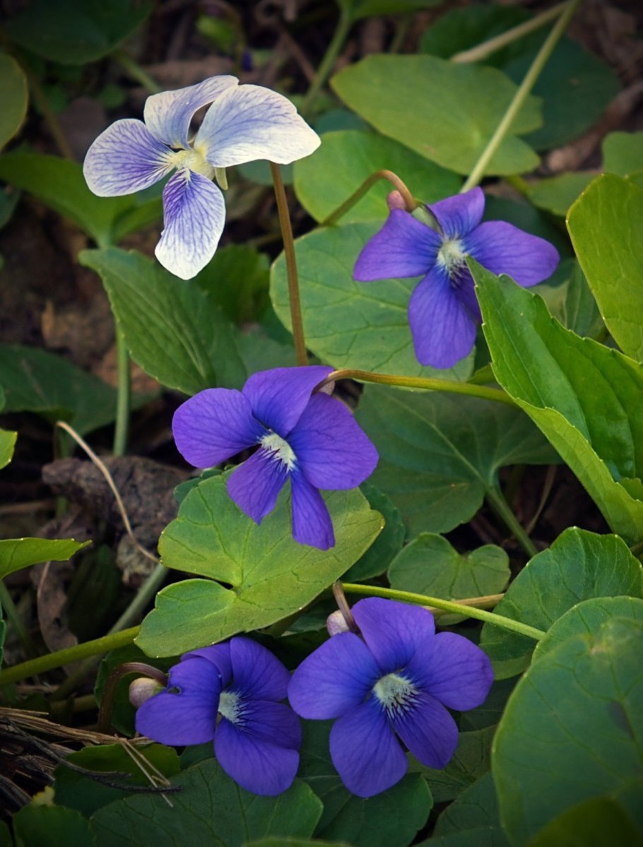Фиалка ривинуса (Viola riviniana)