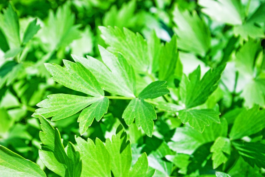 Любисток осенью