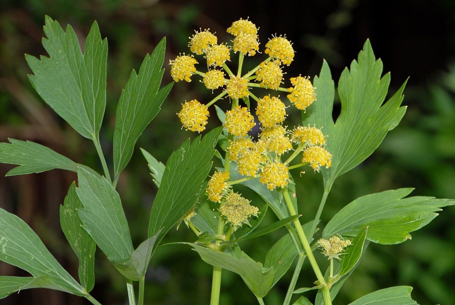 Levisticum officinalis