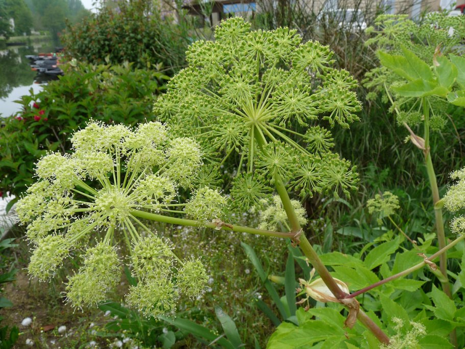 Любисток аптечный