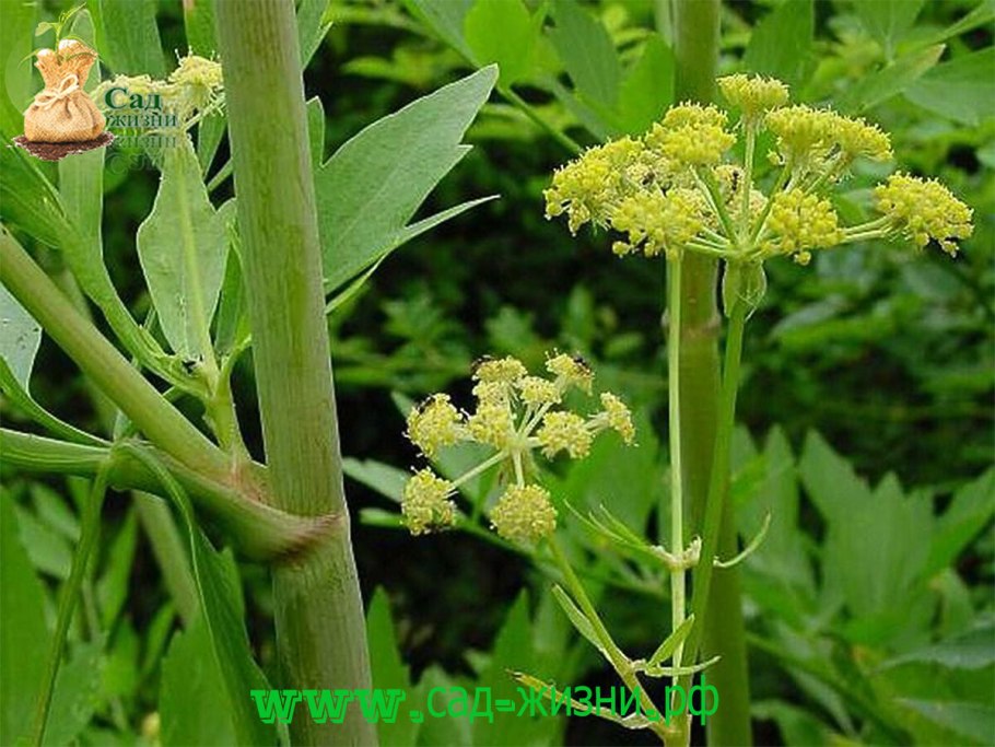 Любисток сычуаньский