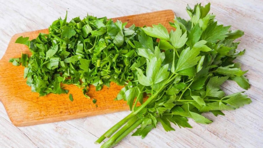 Лист петрушки