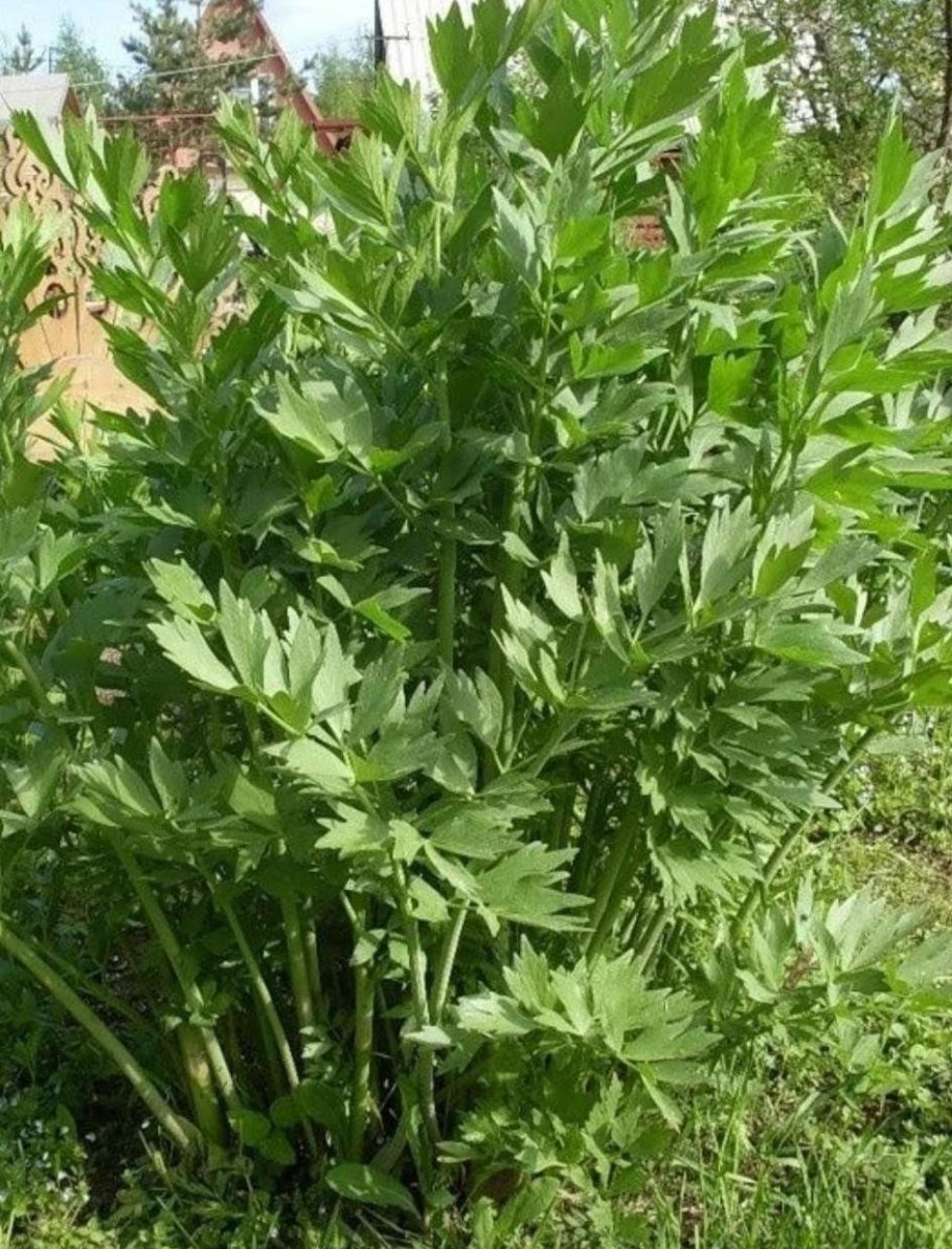 Любисток трава