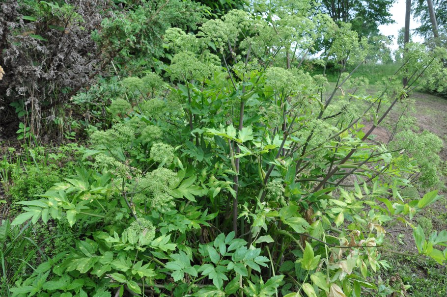 Дягиль – archangelica officinalis