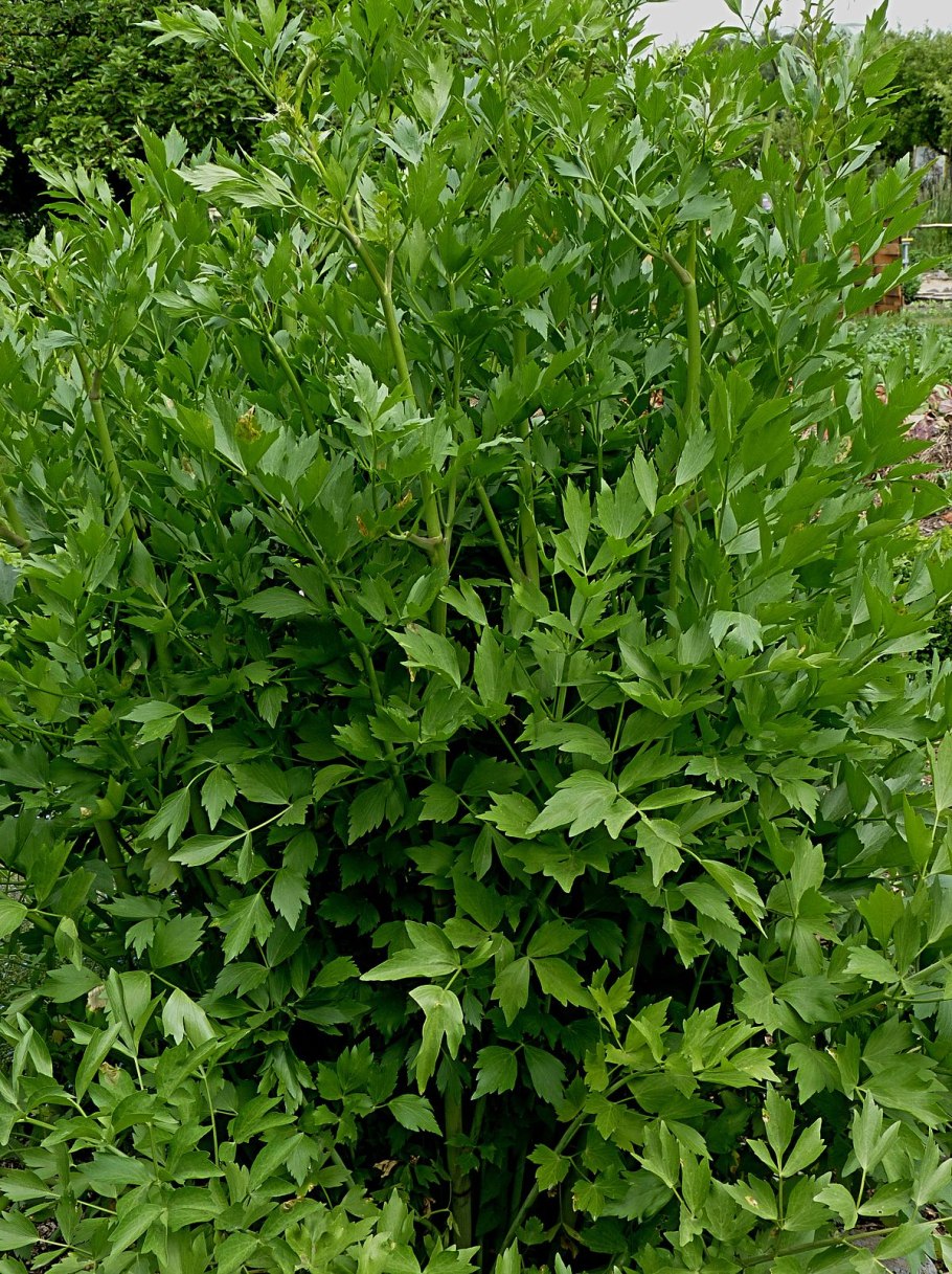 Любисток Levisticum officinale Lovage