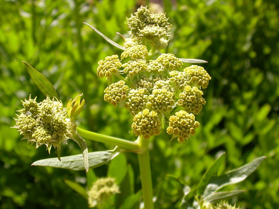 Levisticum officinale
