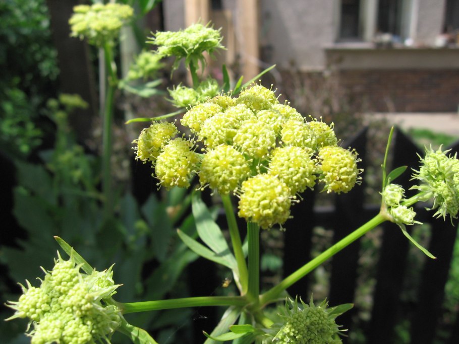 Любисток куст