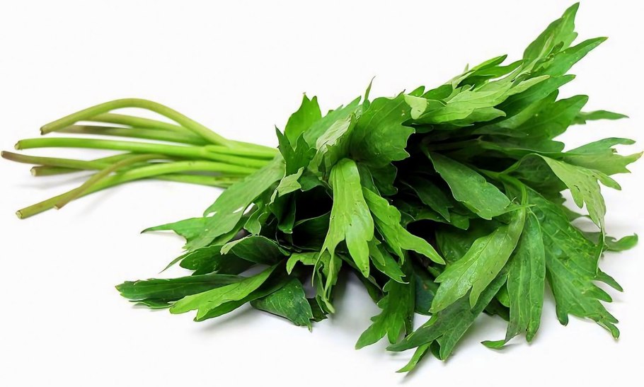 Пастернак растение любисток