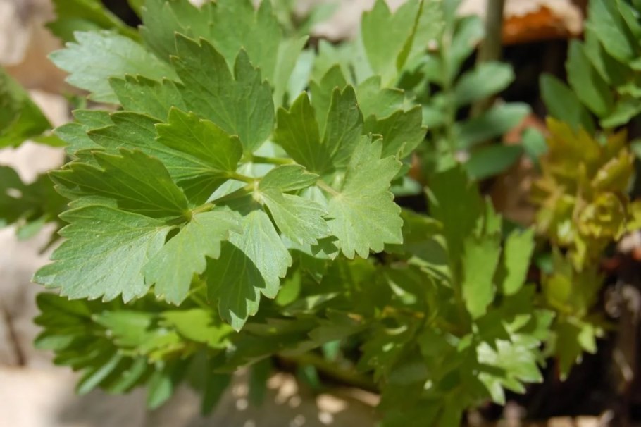 Пряная трава Любисток