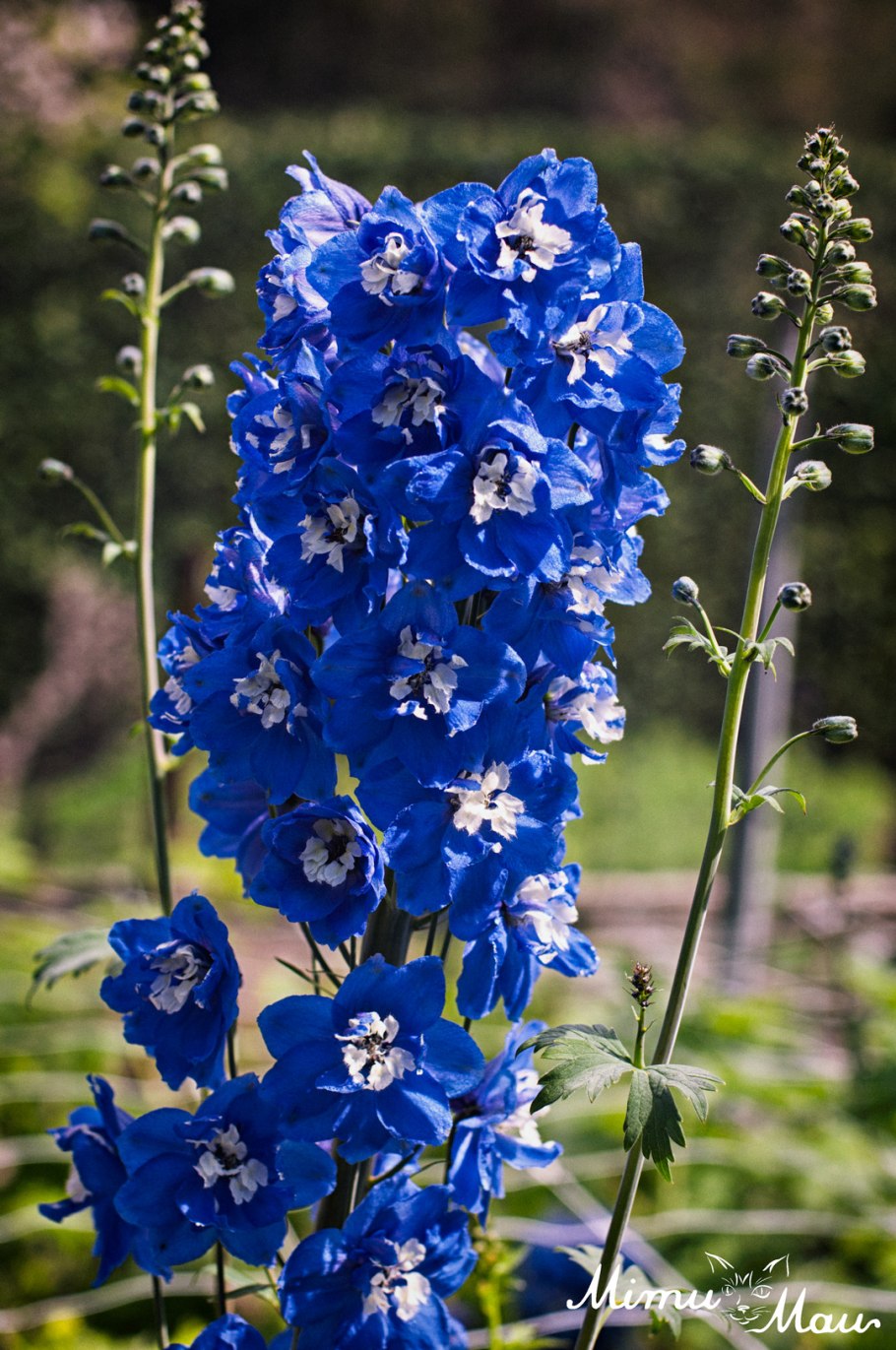 Дельфиниум Блю Баттерфляй