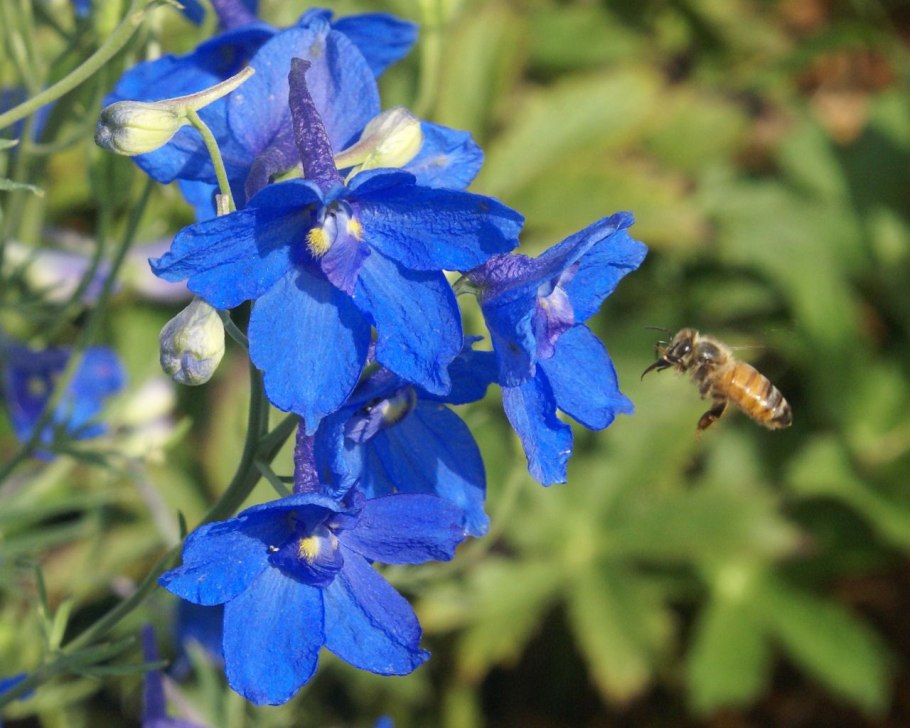Дельфиниум Баттерфляй микс