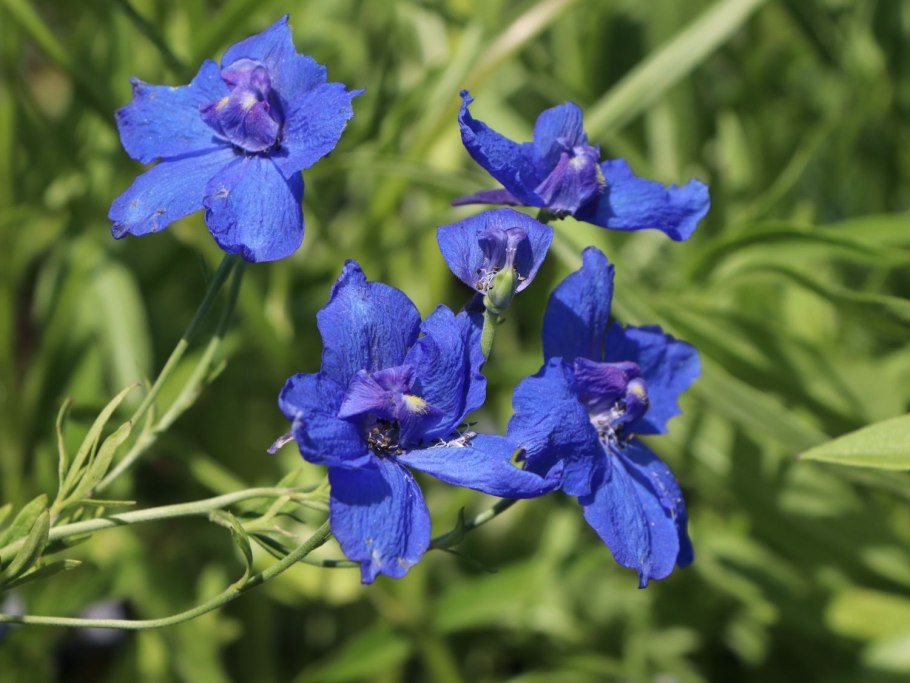 Дельфиниум хиненсис