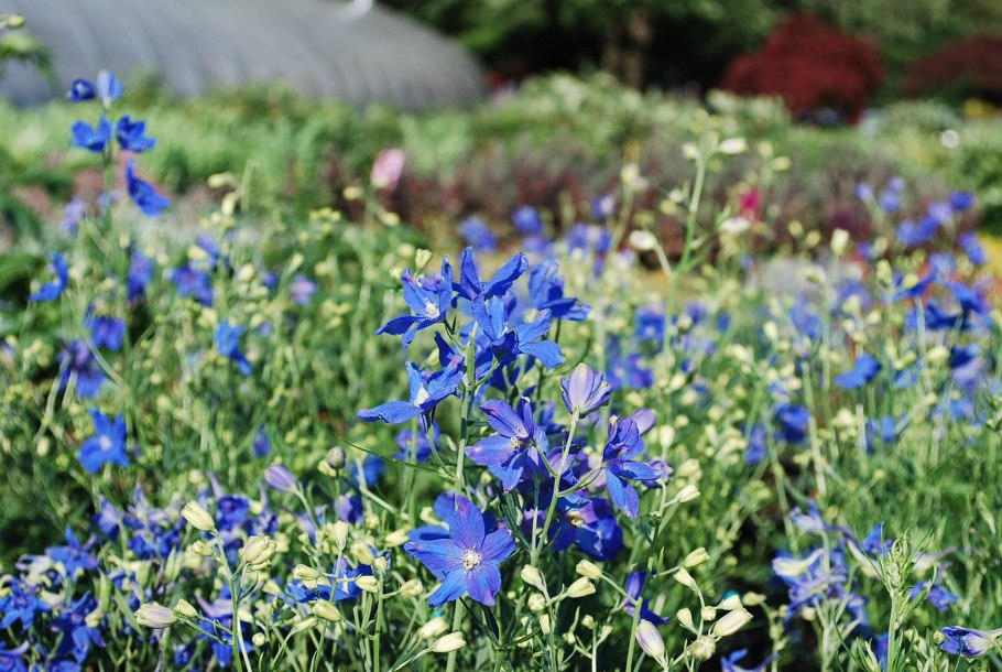 Дельфиниум Блю Баттерфляй