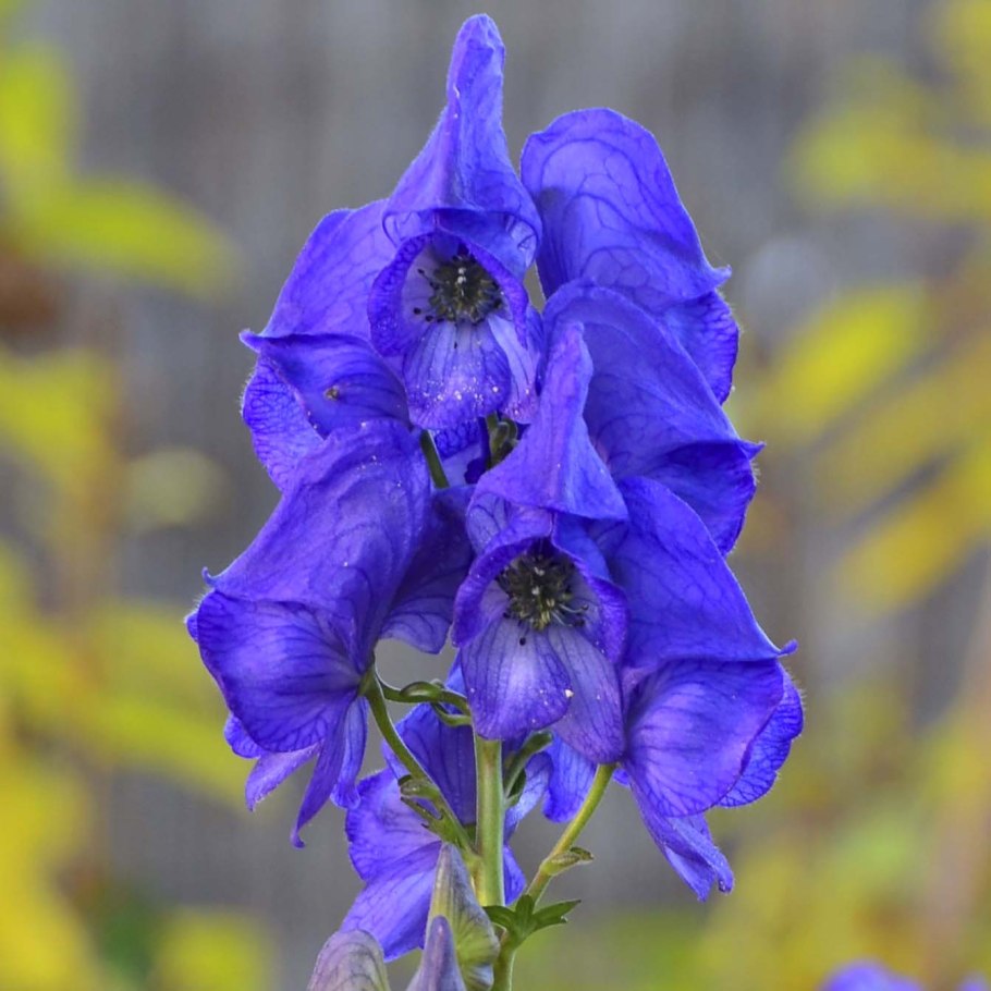 Аконит кармихеля