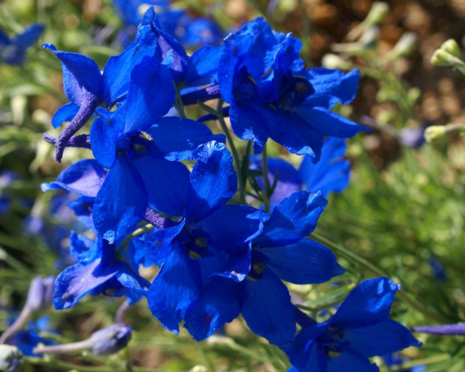Дельфиниум крупноцветковый 'Blauer Zwerg'