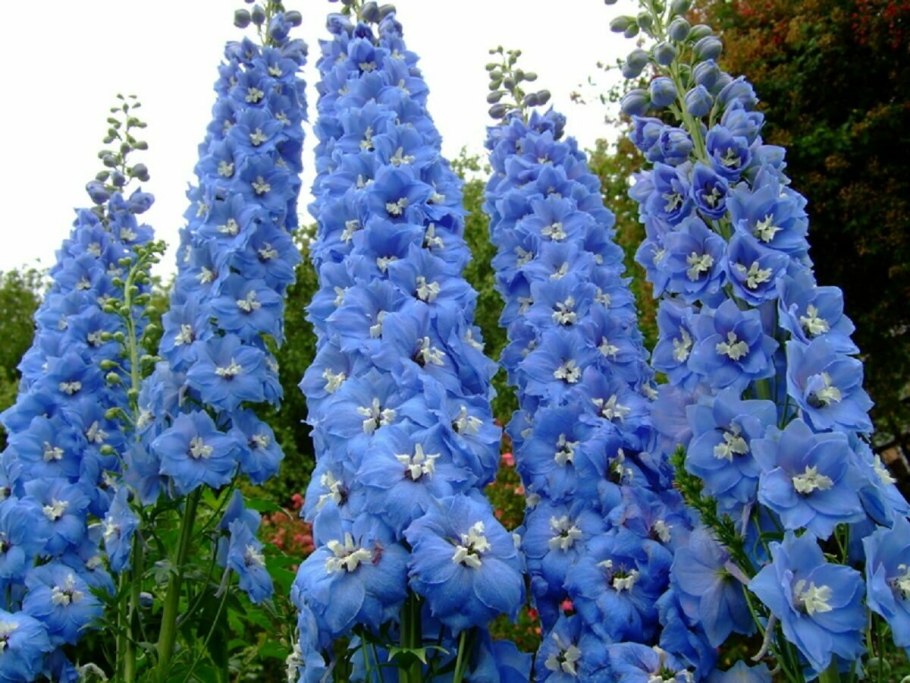 Дельфиниум саммер Колорс