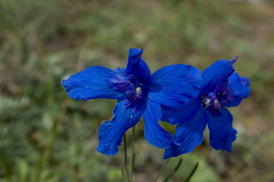 Живокость крупноцветковая (Delphinium grandiflorum)