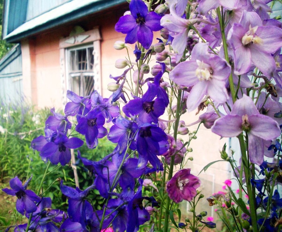 Дельфиниум Женевьева