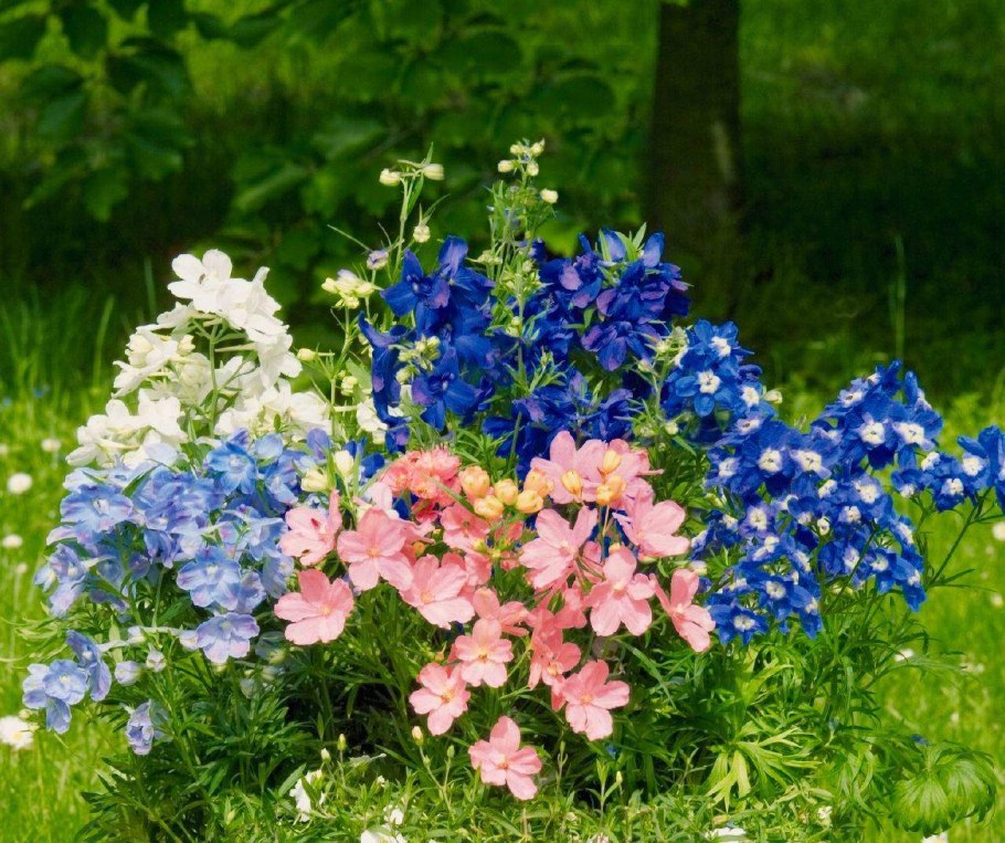 Дельфиниум голубая бабочка