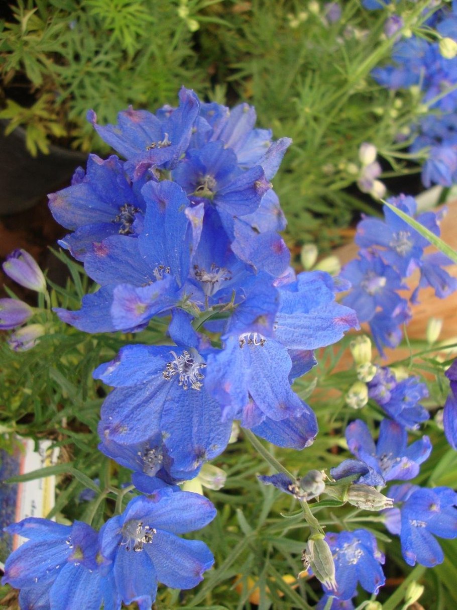 Дельфиниум голубая бабочка