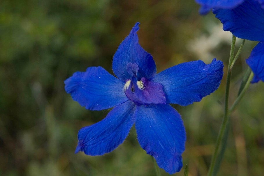 Живокость крупноцветковая (Delphinium grandiflorum)
