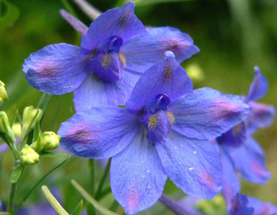 Дельфиниума грандифлора