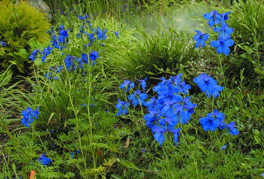 Дельфиниум крупноцветковый