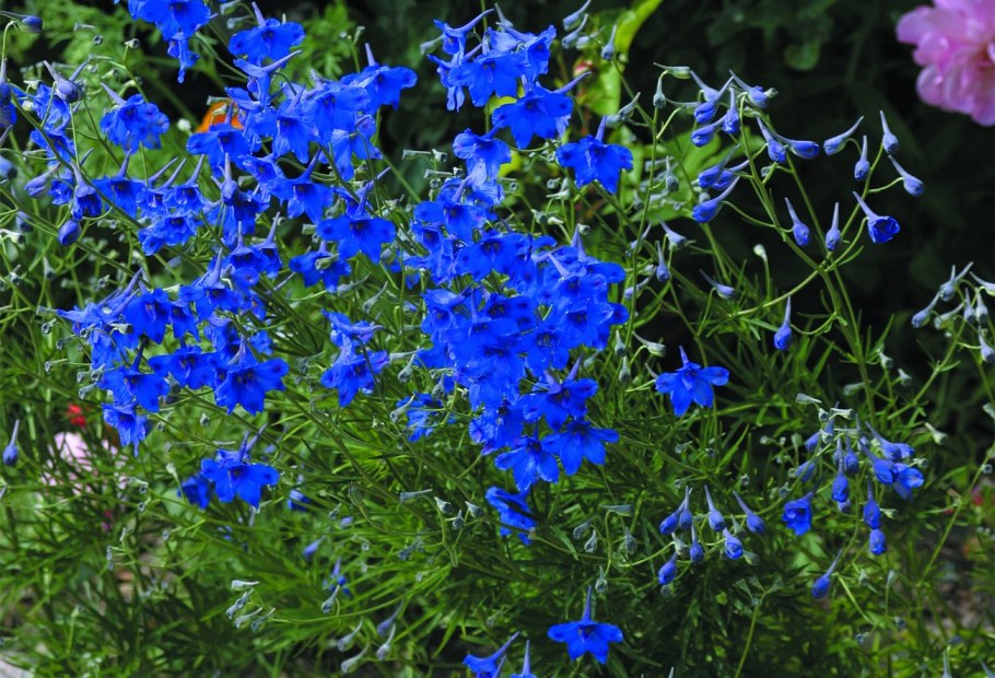 Дельфиниума грандифлора