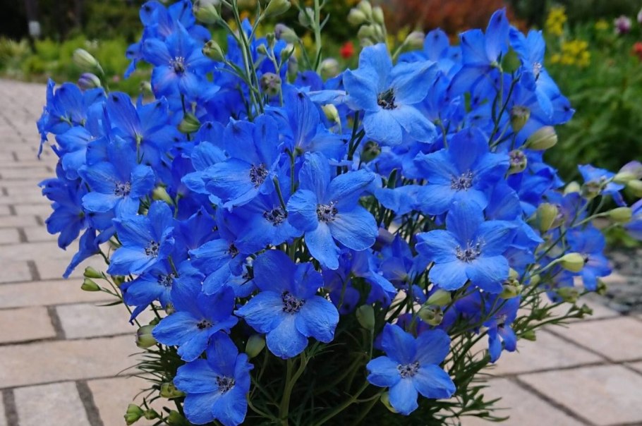 Дельфиниум Баттерфляй