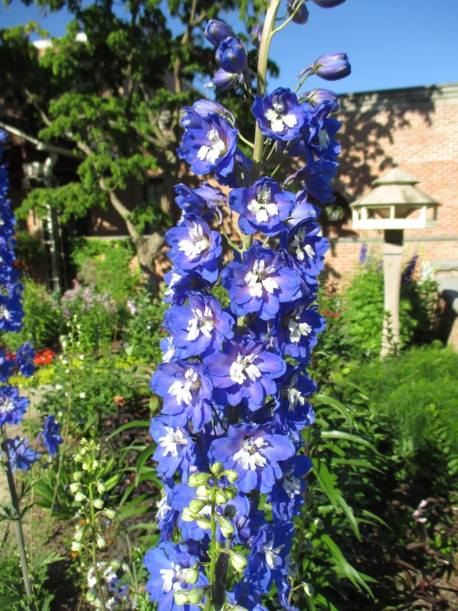 Дельфиниум низкорослый