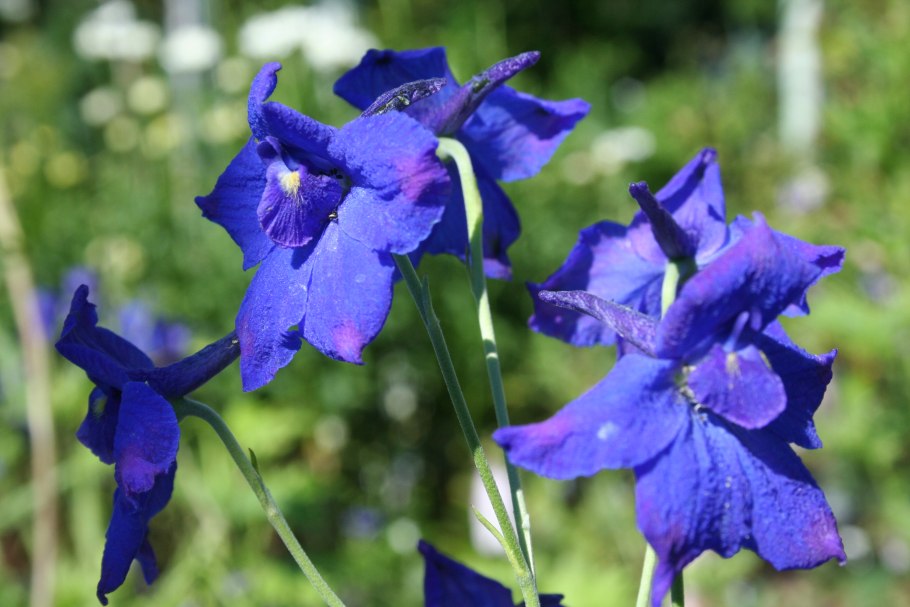 Delphinium grandiflorum