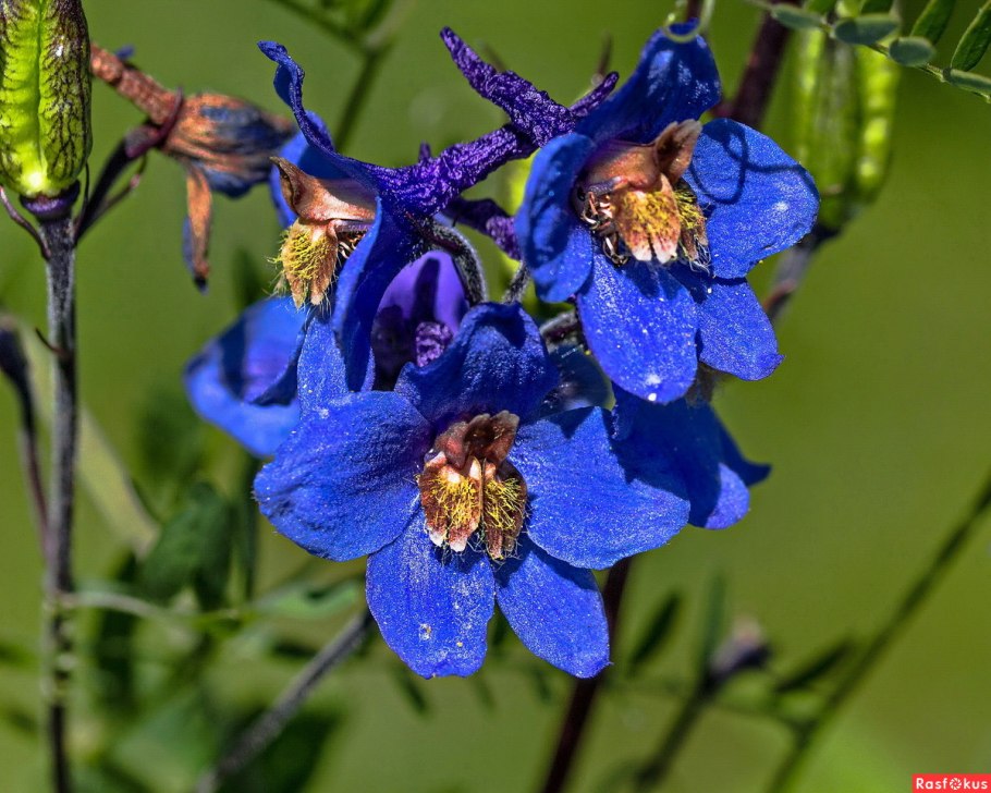 Живокость Полевая шпорник полевой или Сокирки