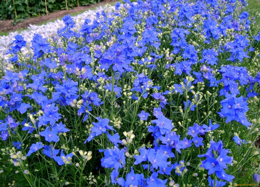 Дельфиниума грандифлора