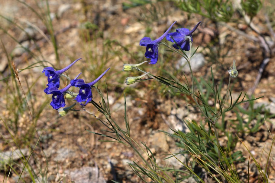 Живокость Турчанинова Delphinium turczaninovii