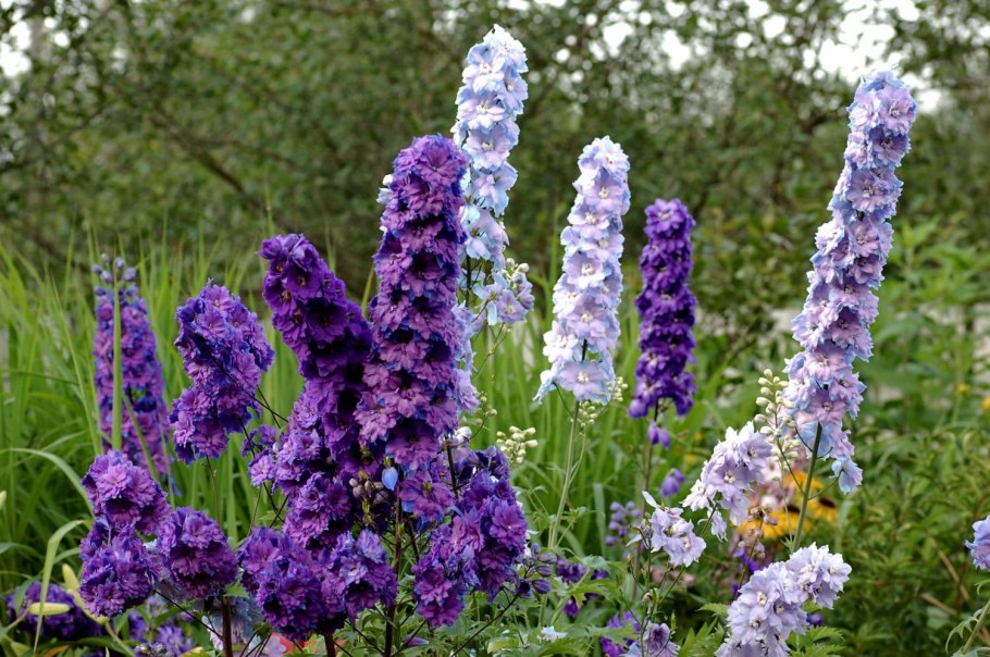 Дельфиниум многолетний