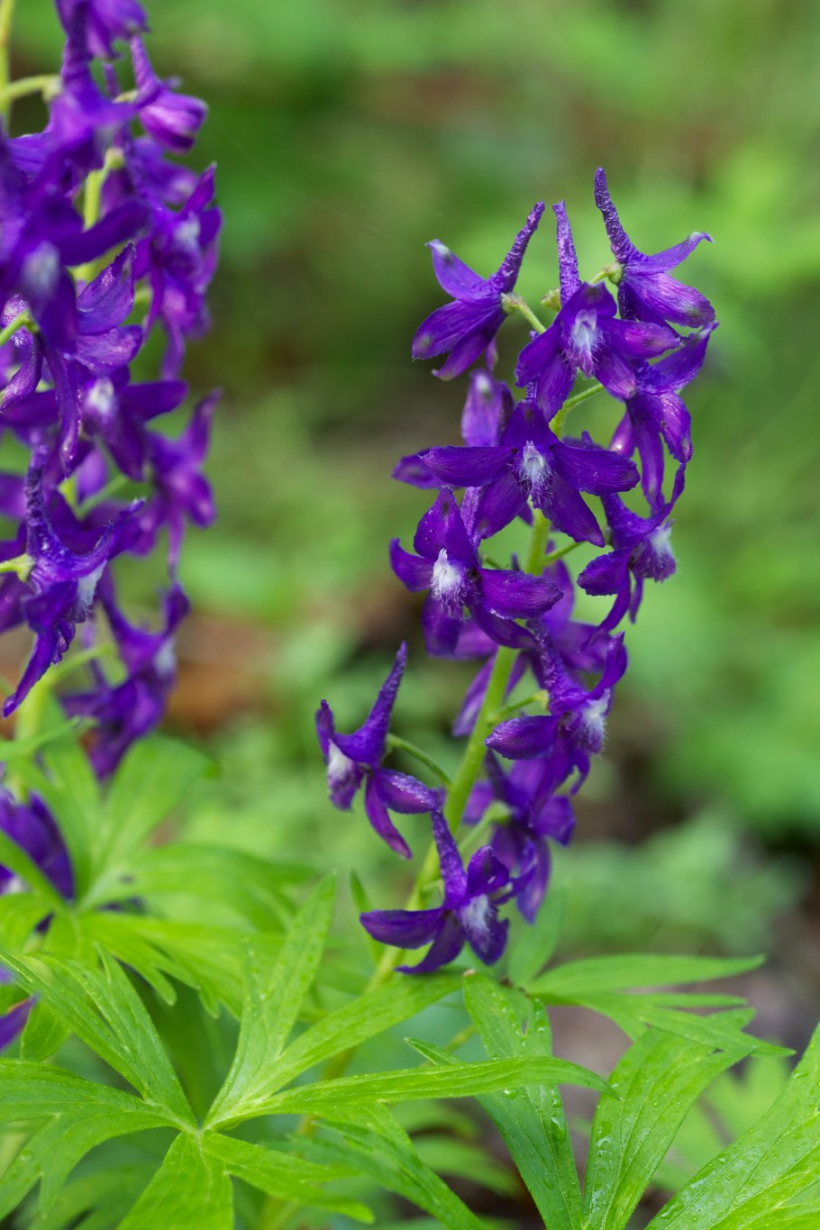 Дельфиниум живокость полевая ларкспур