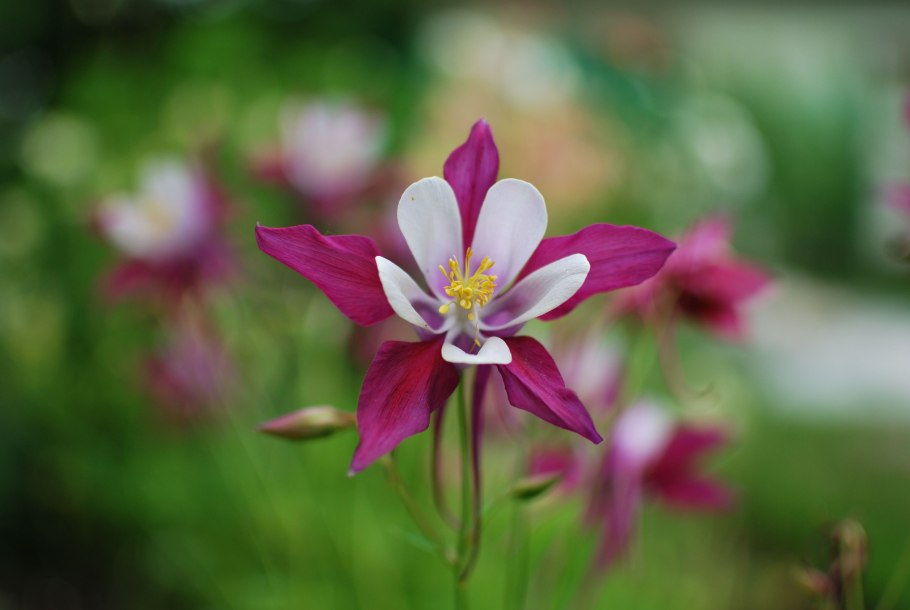 Флору цветок